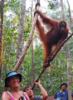 An orungutan hangs above Sue & Jon in Borneo