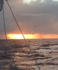 Seabirds soar in the evening sky off Maupiti.