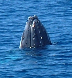 Humpback whale doing a "spy-hop"