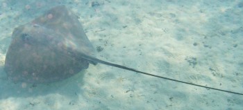 The Tahitian Stingray - click on the image to see his stinger