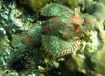 A tasseled scorpionfish rests in a cluster of sea urchins.