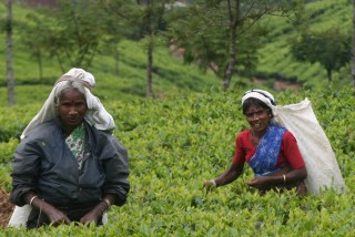 1000 women pick tea each day at the Lipton plantation, Haputale