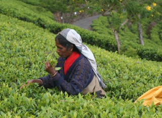 Woman picking tea in the Sri Lanka highlands