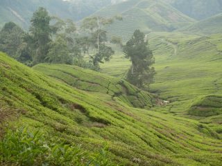 Boh Tea Plantation in the Cameron Highlands