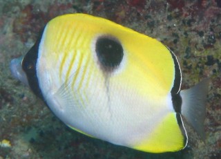 Teardrop Butterflyfish