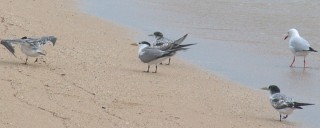 Crested terns and a silver gull