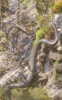A tiger snake hunts by day, this one in Tasmania