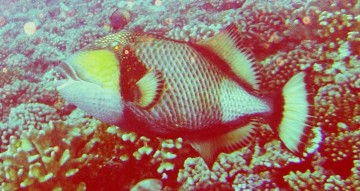 Titan Triggerfish Balistoides viridescens