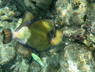 Titan triggerfish feeds on coral, Rubiah Island, Weh, Indonesia