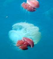 Venemous White and Tomato jellyfish