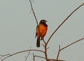 The Troupial is Venezuela's national bird.