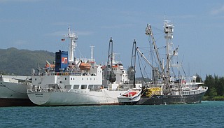 There are lots of tuna boats in Victoria harbor