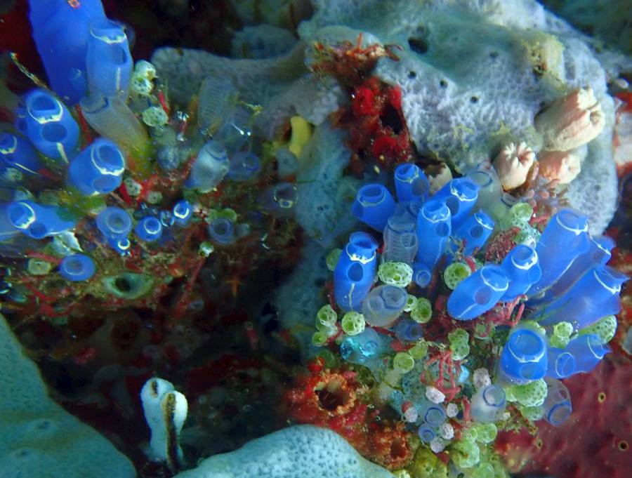 Colorful bouquets of tunicates
