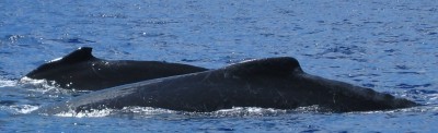 Two humpback whales on the surface in the Vava'u Group