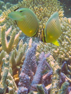 Two Redfin Butterflyfish over acorpora coral