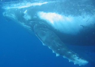 Humpback whale underwater