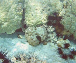 Urchin city, off the south point of Bora Bora is the same after 30 years.