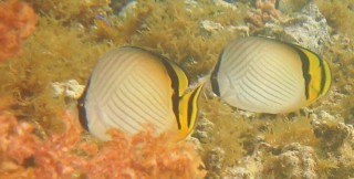 Vagabond Butterfly fishes