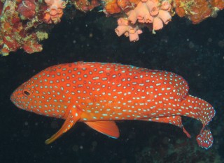 Vermillion Rock Cod Cephalopholis miniata