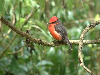 The Vermillion Flycatcher adds a dash of color to the Galapagos hgihlands.