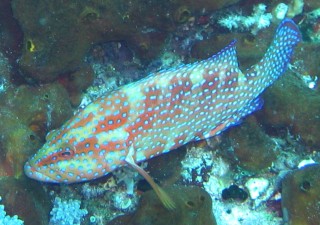 Click on the picture to see a larger version Vermillion Rock Cod Cephalopholis miniata