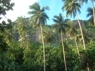 Coconuts stand above other trees on Maupiti's mountain slopes