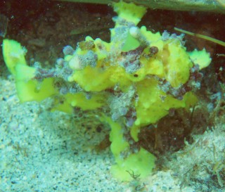 A Warty Frogfish off Gili Air, Indonesia