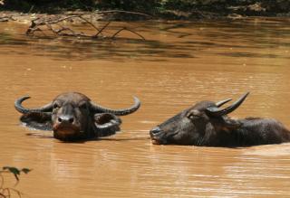 Water Buffalo soaking in a muddy pond in Yala