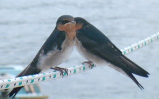 Two Welcome Swallos perch on Ocelot's jib sheets.