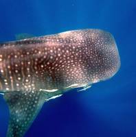 Whale Shark and Remoras
