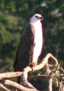 A White Bellied Sea Eagle