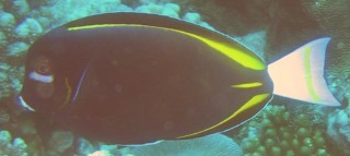 Whitecheek Surgeonfish Acanthurus nigricans