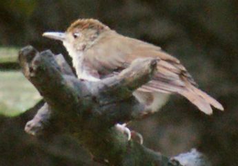 White Chested Babbler, maybe. Seen in Borneo