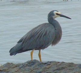 White Faced Heron on the shores of the Tasman Sea