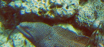 Click on the picture to see a larger version whitemouth eel