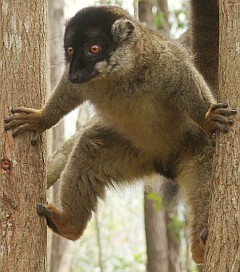 A female White Fronted Brown Lemur