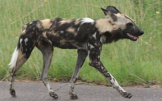 An African wild dog with its mottled colors 