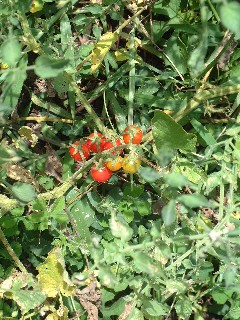 These wild tomatoes are like candy to mockingbirds, tortoises and humans.