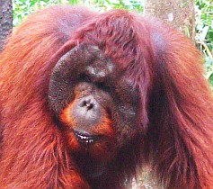Male orangutan, Indonesia