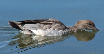 Dabbling wood duck