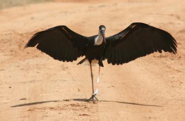 Woolly Necked Stork, with wings spread