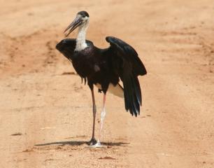 Woolly Necked Stork