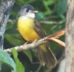 Yellow Bellied Bulbul Alophoixus phaeocephalus