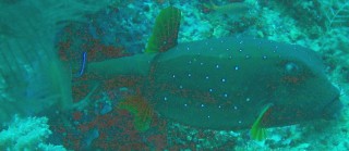 Yellowboxfish Young Adult 