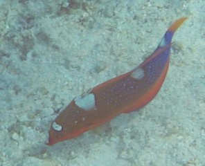 Juvenile Yellowtail Coris