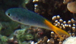 Yellowtail Demoiselle in NE Australia