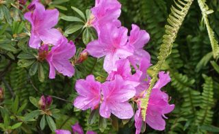 Rhododendron in bloom, Yuksum, Sikkim