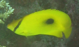 In Chagos, Indian Ocean, this is known as the Zanzibar Butterflyfish