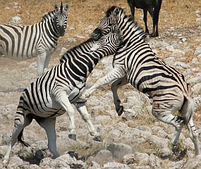 Male zebras fighting for dominance