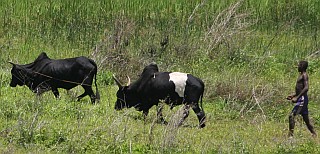 Malgasy man with zebu team